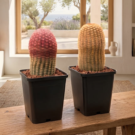 Pareja Cactus “Barbie” y “Ken”