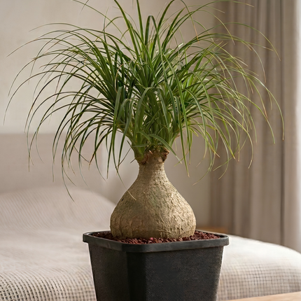 Beaucarnea recurvata “Pata de Elefante”