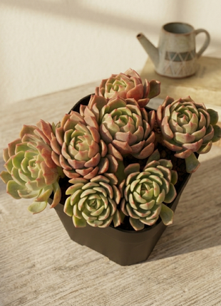 Bouquet de “Rosas Eternas”