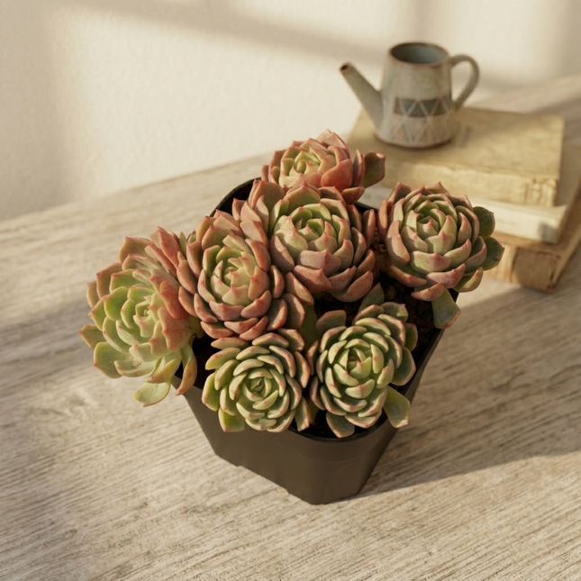 Bouquet de “Rosas Eternas”