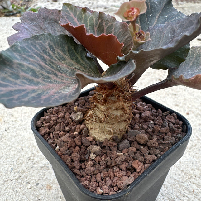 Euphorbia francosii | Euphorbia caudiciforme de hojas multicolores