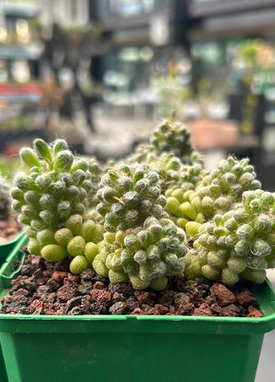 Anacampseros filamentosa var. tomentosa