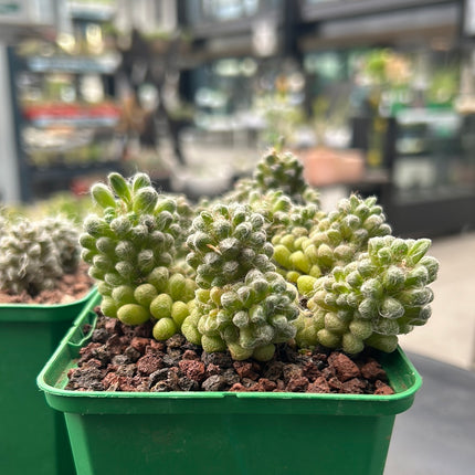 Anacampseros filamentosa var. tomentosa