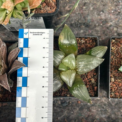 Haworthia 'West wind'