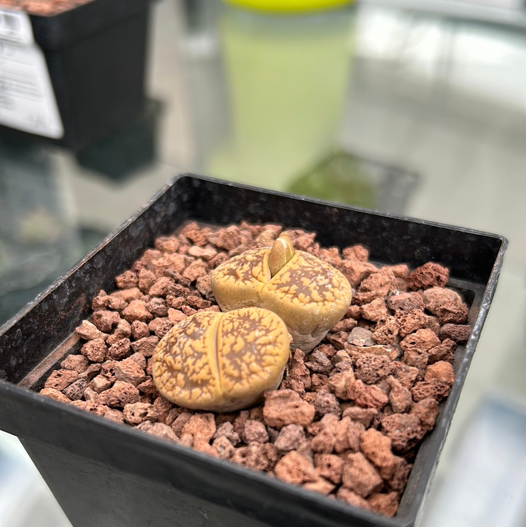 Lithops schwantesii