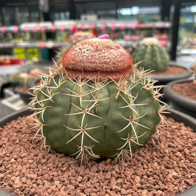 Melocactus axiniphorus