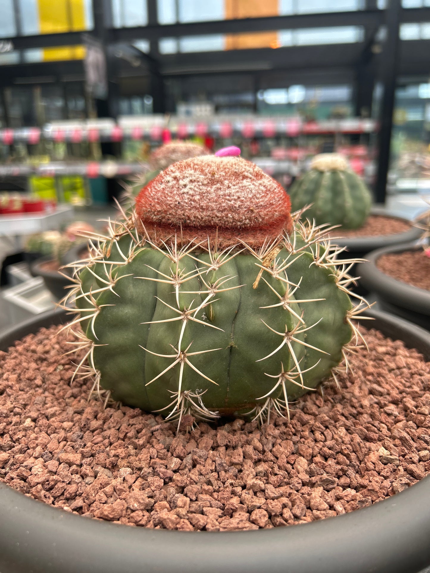 Melocactus axiniphorus