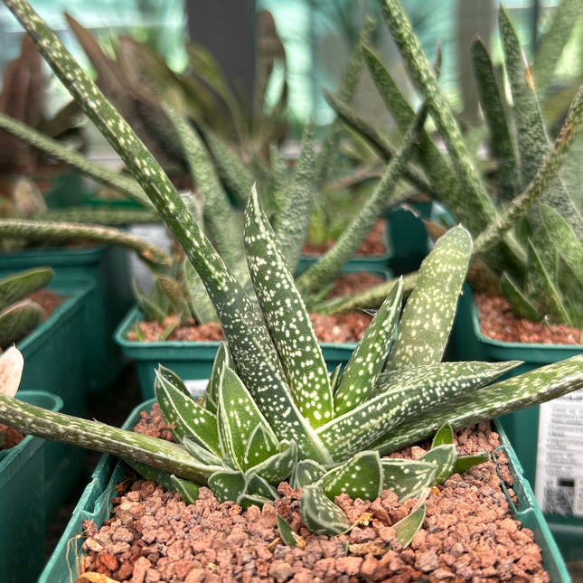 Gasteria pendulifolia