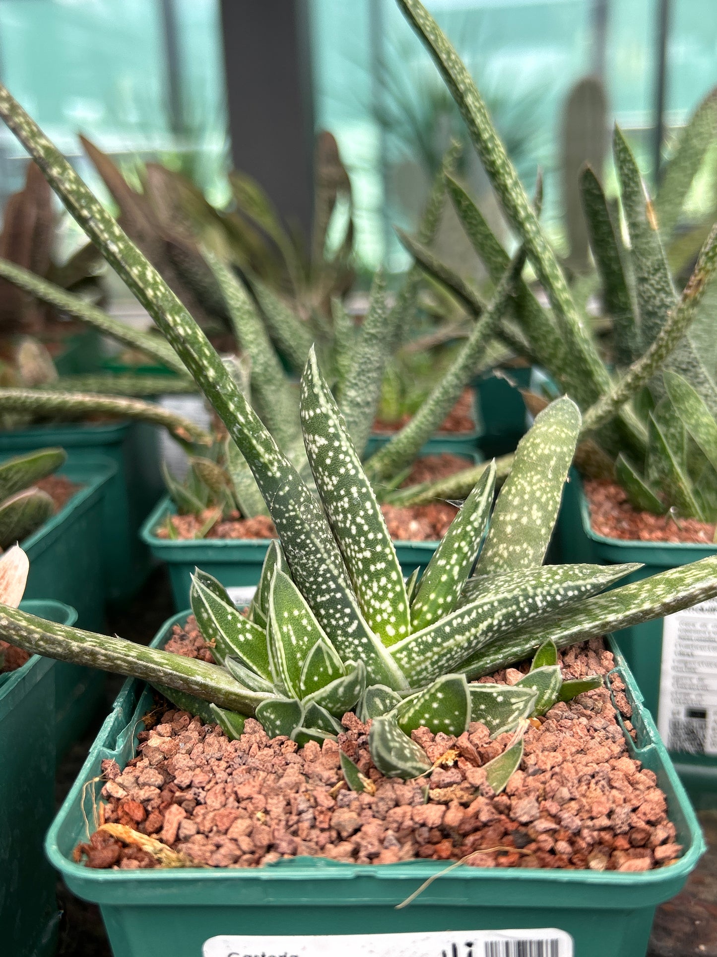 Gasteria pendulifolia