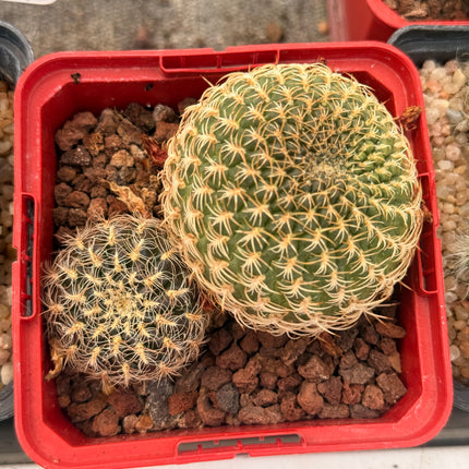 Weingartia brevifolia