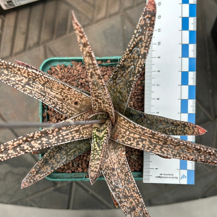 x Gasterworthia 'Fandango'