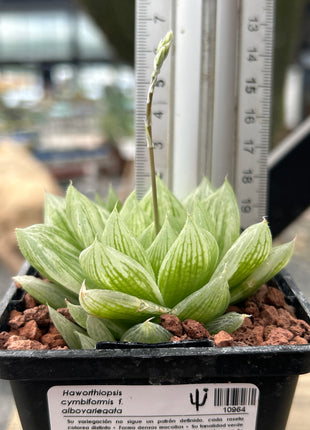 Haworthia cymbiformis f. variegata