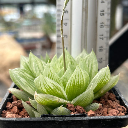 Haworthia cymbiformis f. variegata