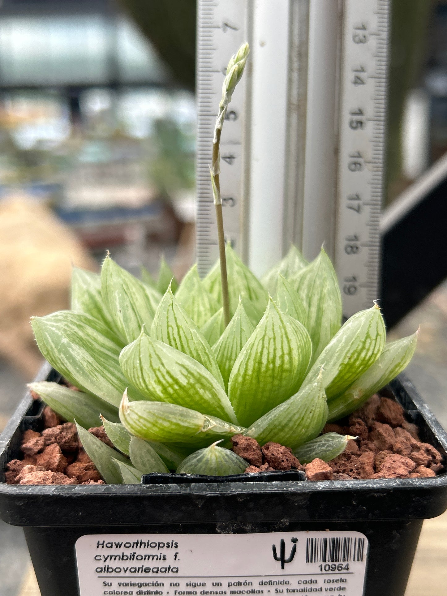 Haworthia cymbiformis f. albovariegata