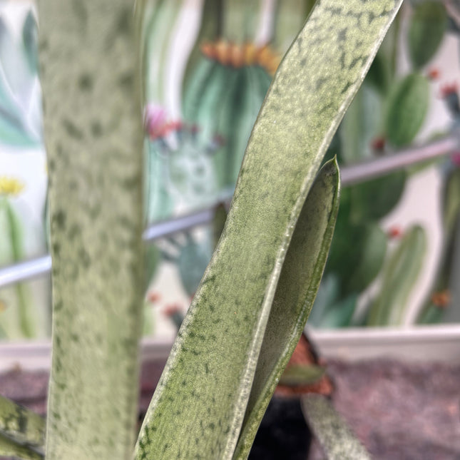 Gasteria bicolor ‘Ja’