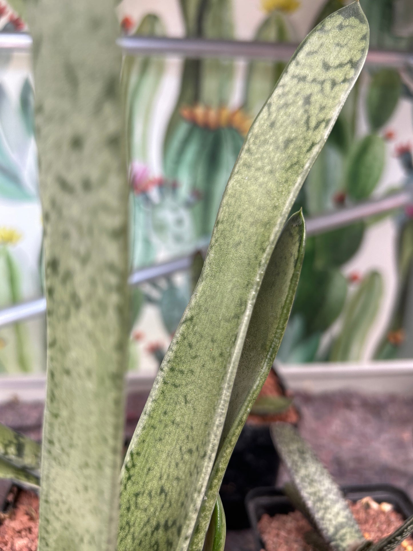 Zweifarbige Gasteria 'Ja'