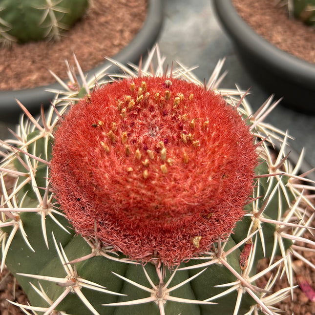 Melocactus bahiensis