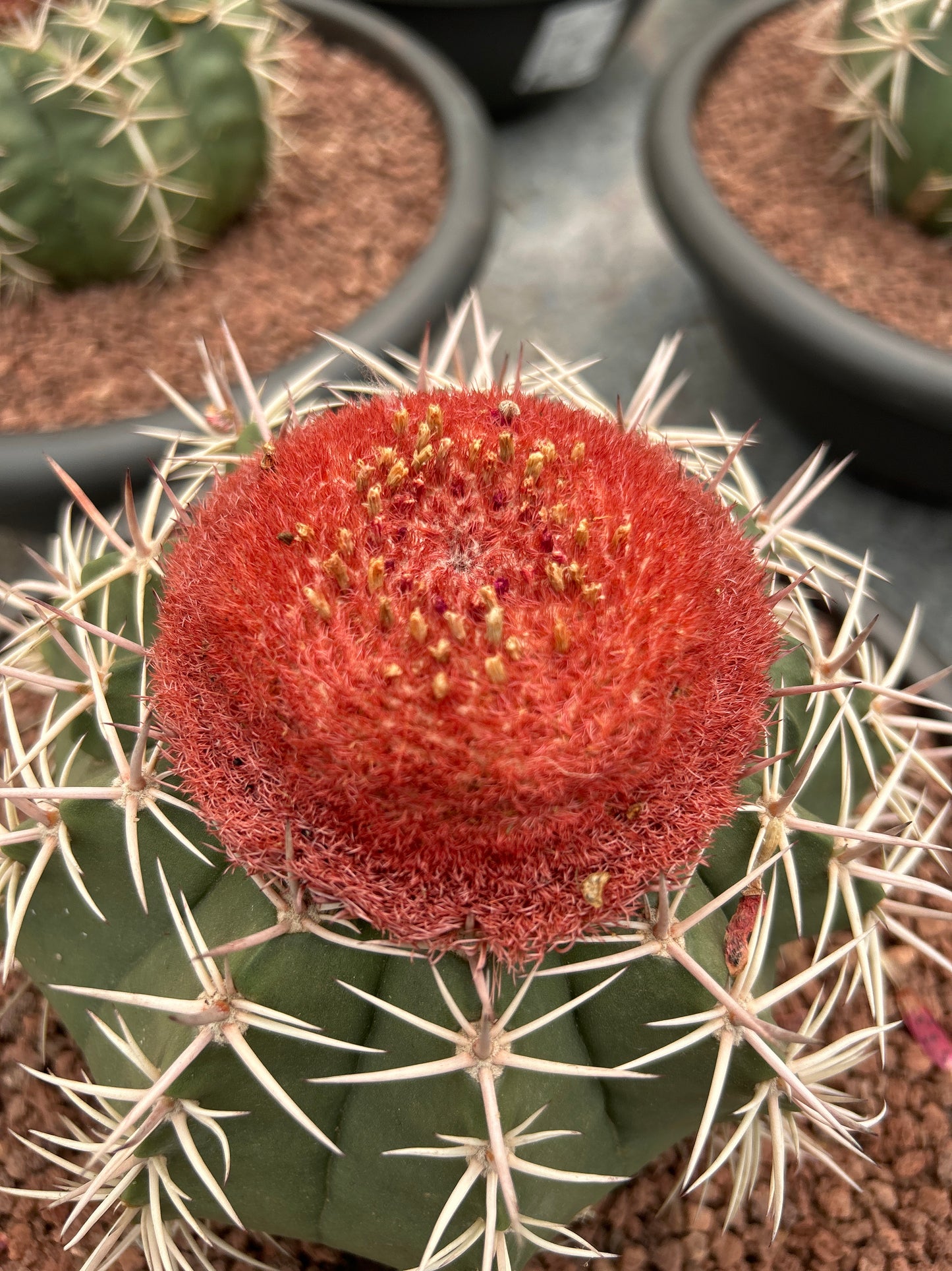 Melocactus bahiensis