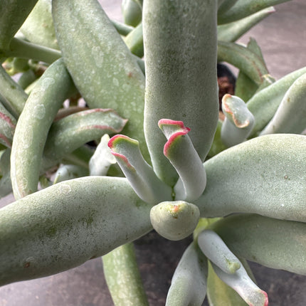 Cotyledon arbiculata Octopus | Cotiledón Pulpo