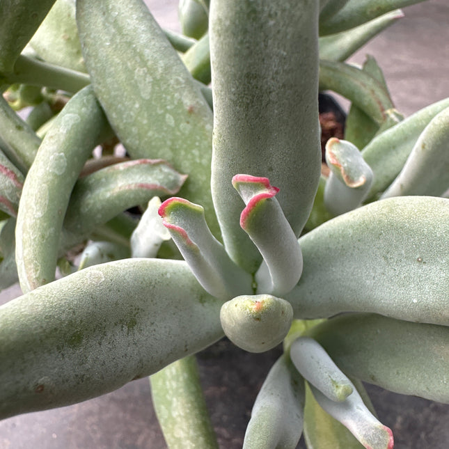 Cotyledon arbiculata Octopus | Cotiledone Polpo