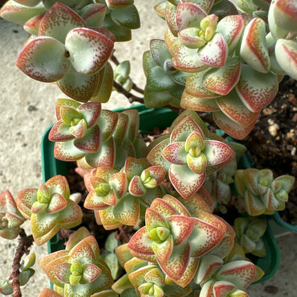 Crassula ‘Tom Thumb’ | Crásula Tom Thumb