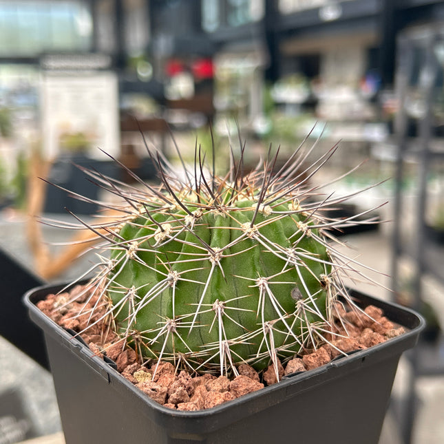 Acanthocalycium spiniflorum