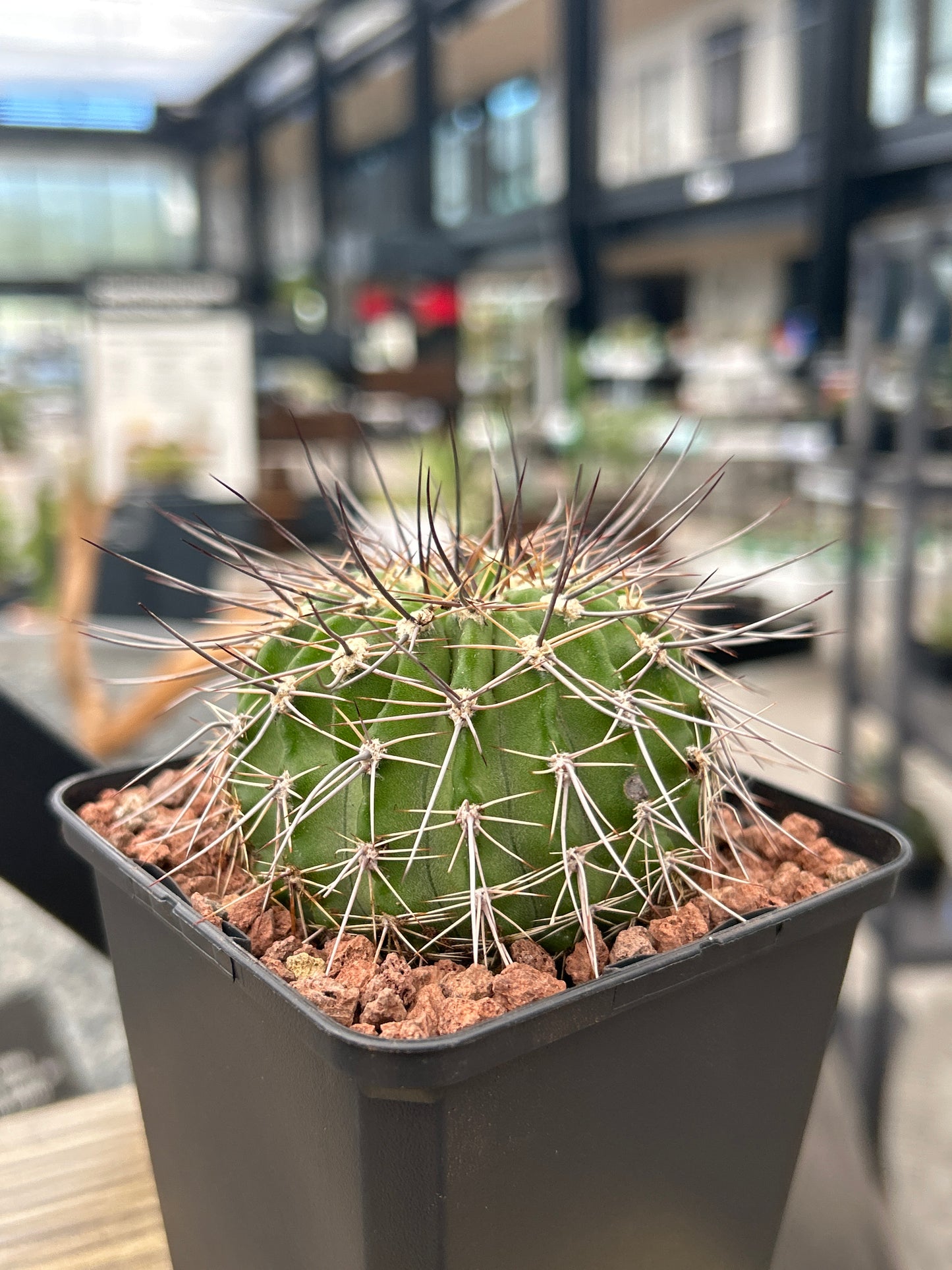 Acanthocalycium spiniflorum