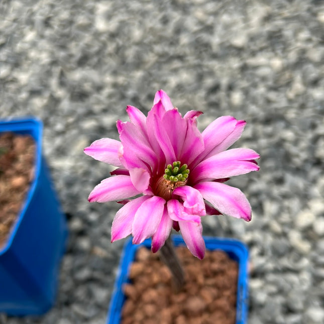 Echinocereus poselgeri
