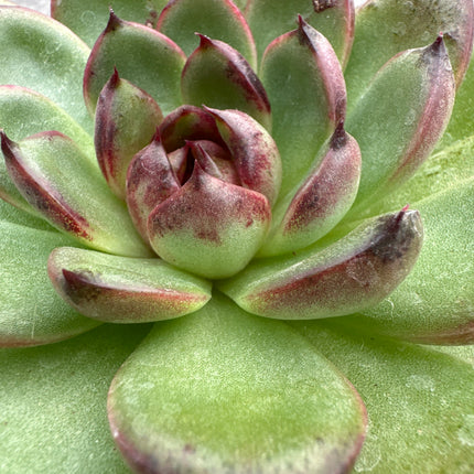 Echeveria 'Black Tiger' | Echeveria Tigre de ébano