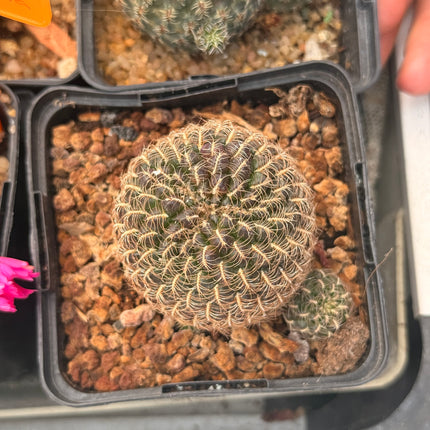 Weingartia kruegerae
