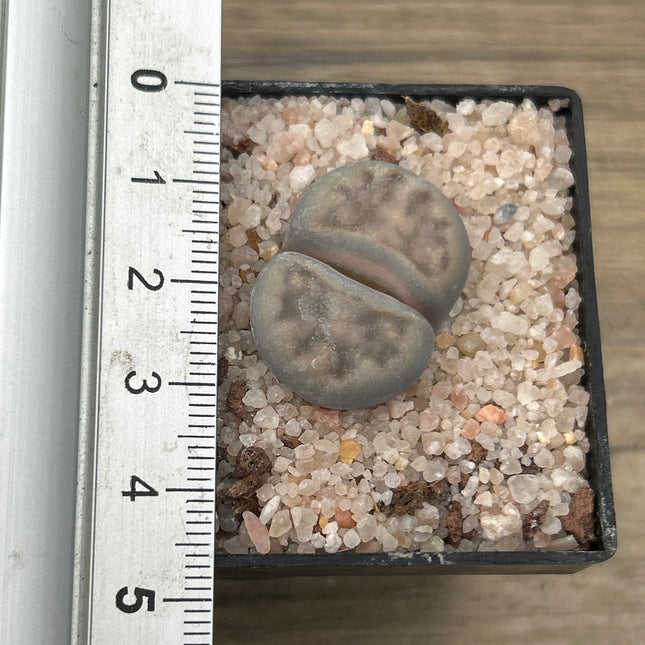 Lithop karasmontana var. Karasmontana