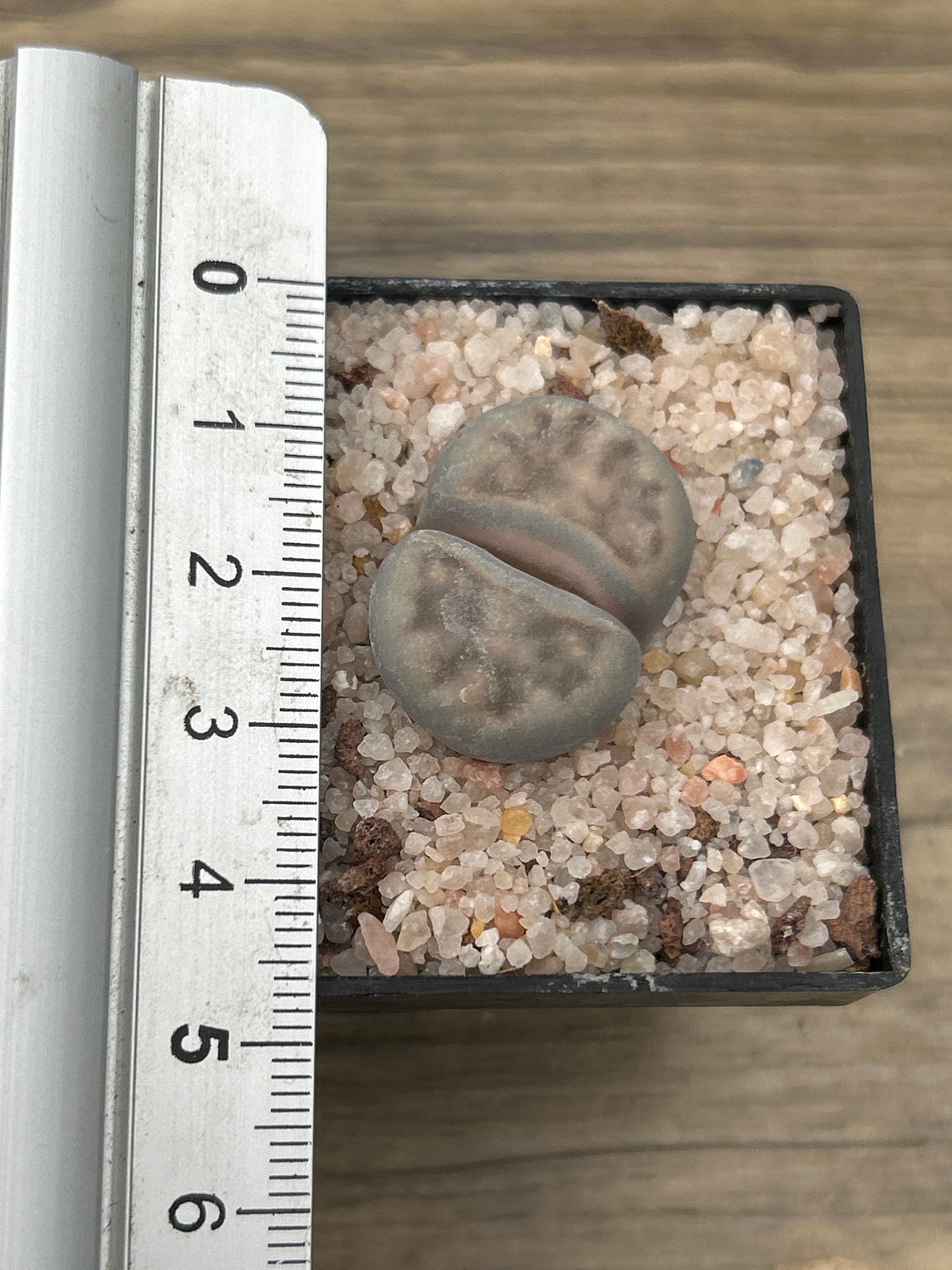 Lithop karasmontana var. Karasmontana