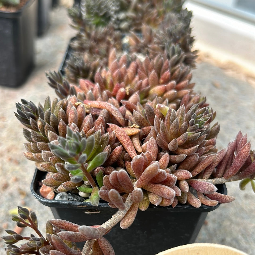 Sinocrassula yunnanensis