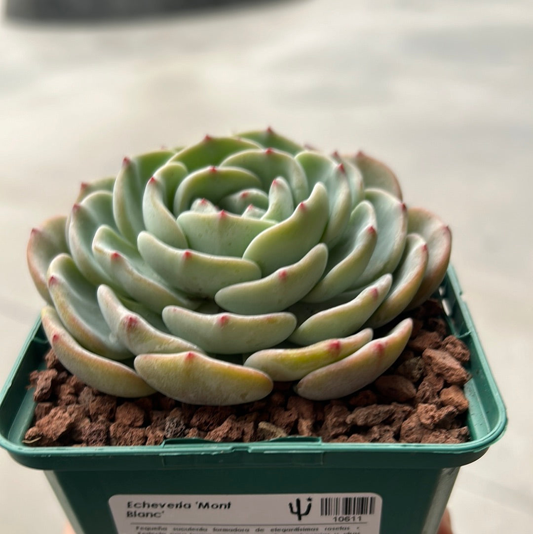 Echeveria 'Mont blanc'