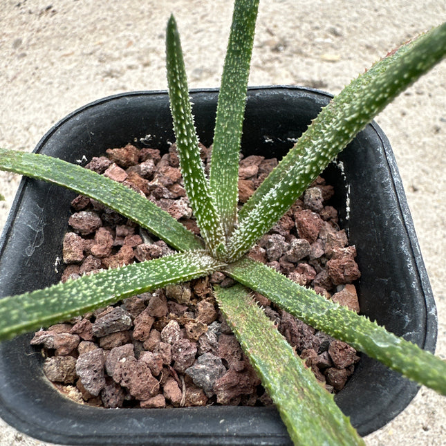 Aloe delicatifolia | Aloe nuevo