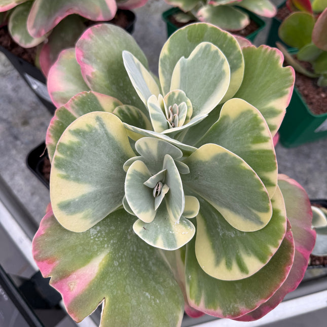 Kalanchoe luciae f variegada
