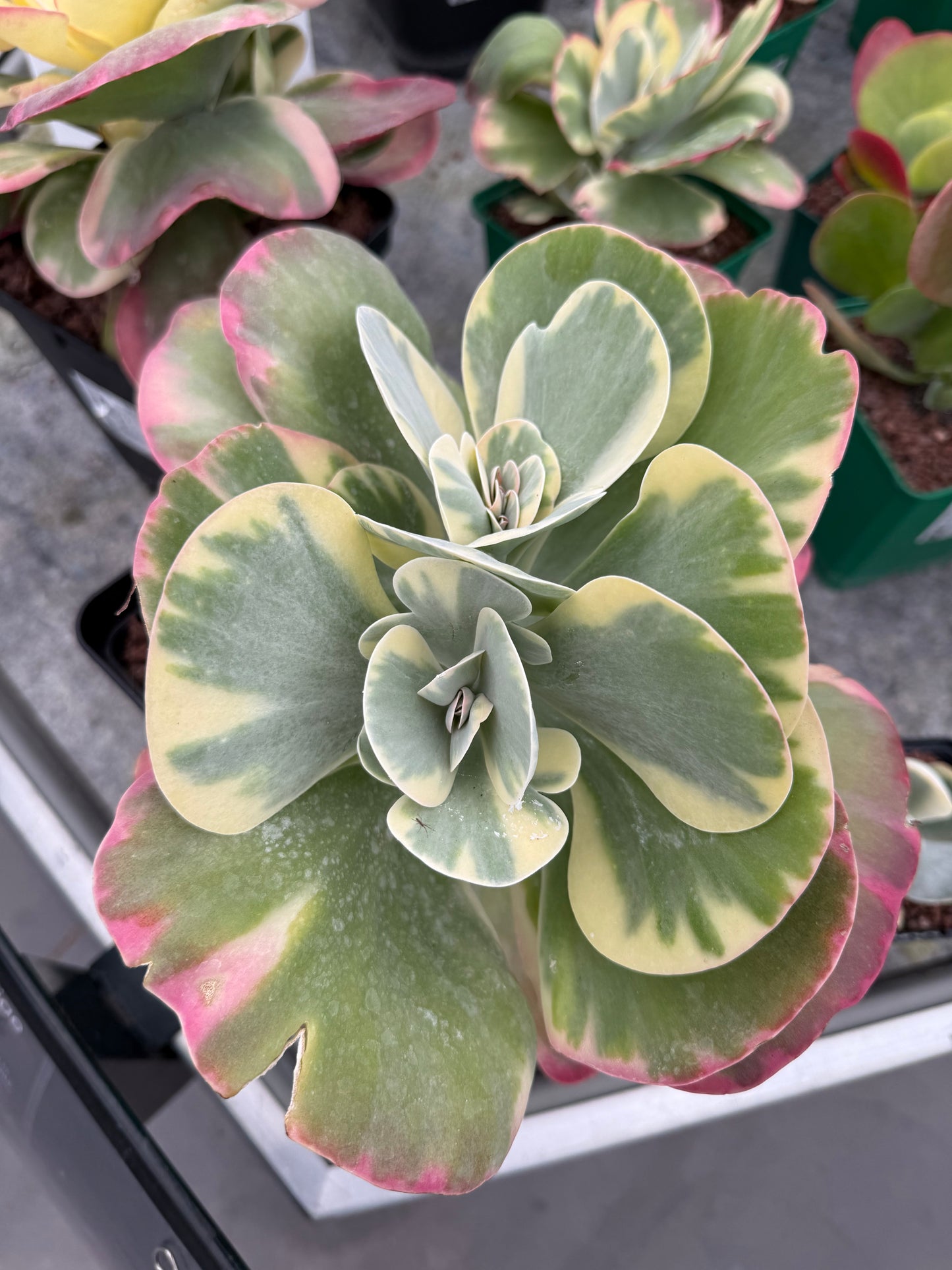 Kalanchoe luciae variegata