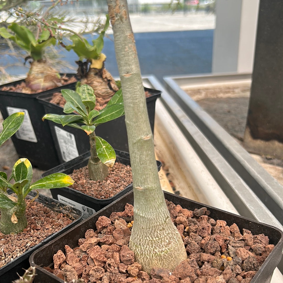 Adenium obesum