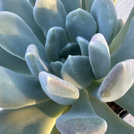 xPachyveria 'Calypso' | La Joya empolvada de flores coralinas