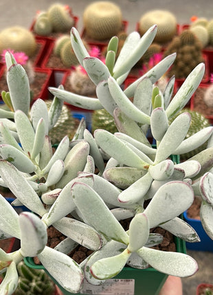 Keimblatt arbiculata 'Silver Peak'