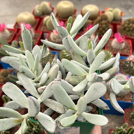 Cotyledon arbiculata ‘Silver peak’