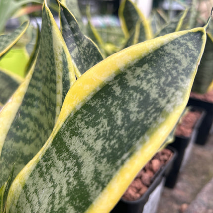 Dracaena trifasciata “Lengua de Suegra”