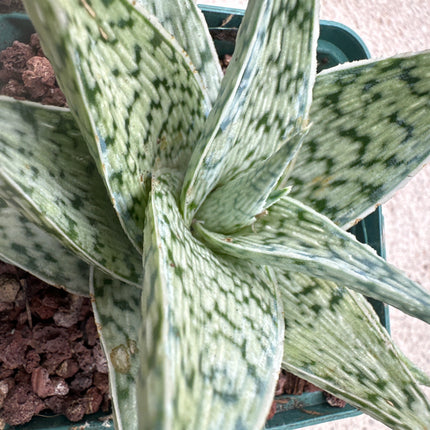 Aloe 'White Fox' | Aloe híbrido 'Raposa Branca'
