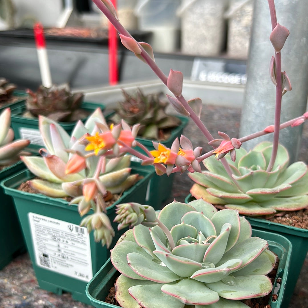 Echeveria 'Mont blanc'