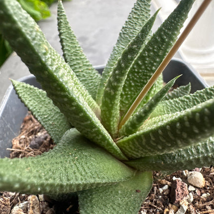 Haworthiopsis scabra var. smitii