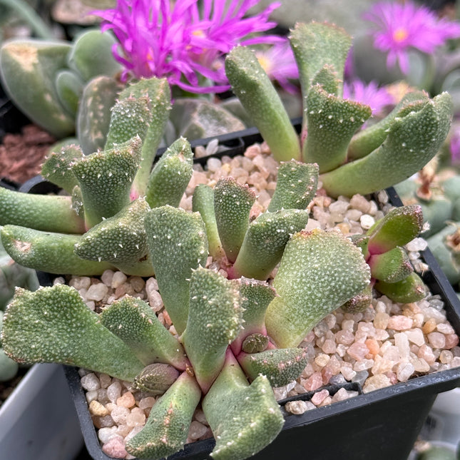 Aloinopsis luckhoffii