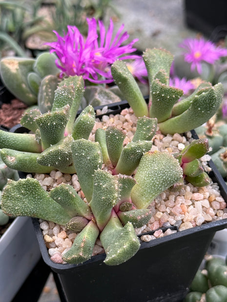 Aloinopsis luckhoffii