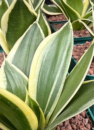 Dracaena (Sansevieria) hahnii „S“