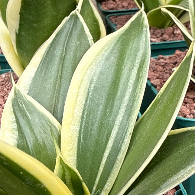 Dracaena ‘Hahnii’