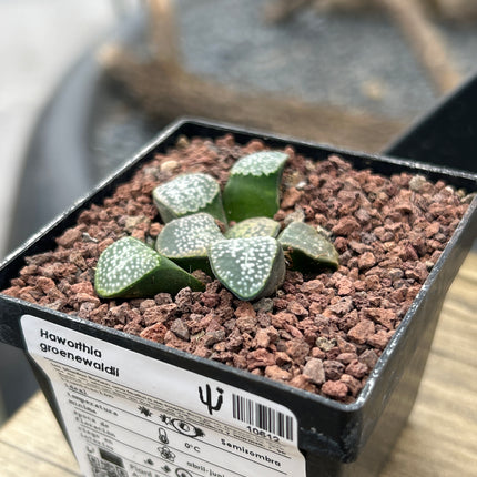 Haworthia groenewaldii